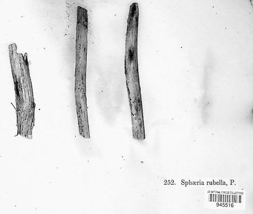 Leptospora image